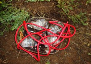 Hainlere ağır darbe